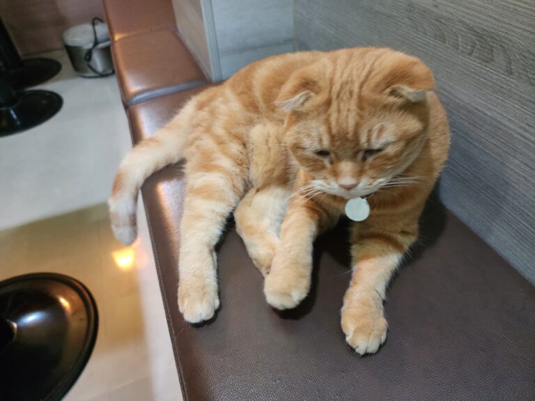 【台中市南區】超級多貓咪的「9號貓巷貓咪寵物主題餐廳」 0004